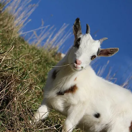 Am Simmhof بيت ضيافة