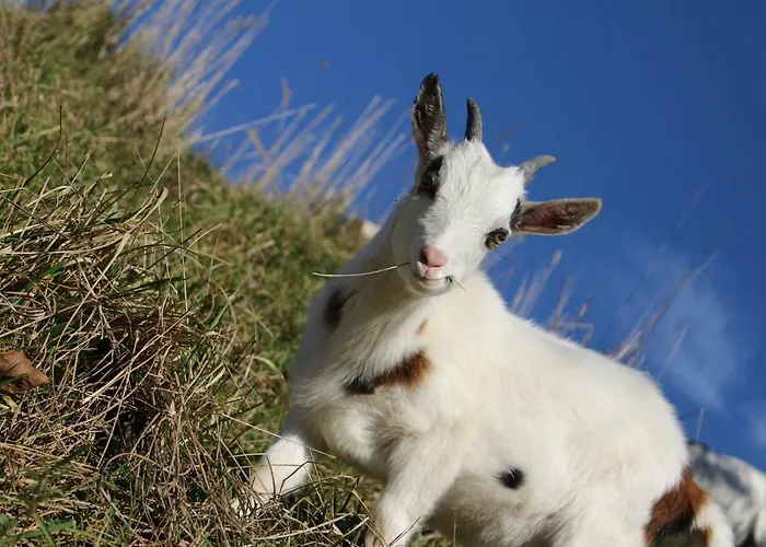 Am Simmhof بيت ضيافة